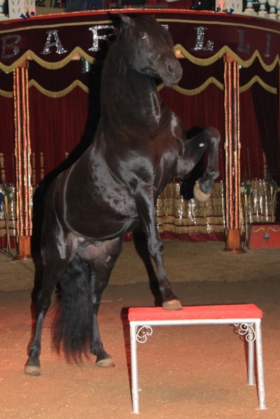 Circus Barelli   131.jpg